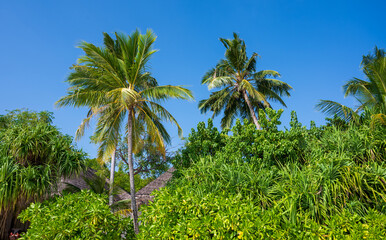 Naklejka premium Palm trees in a dense green forest.