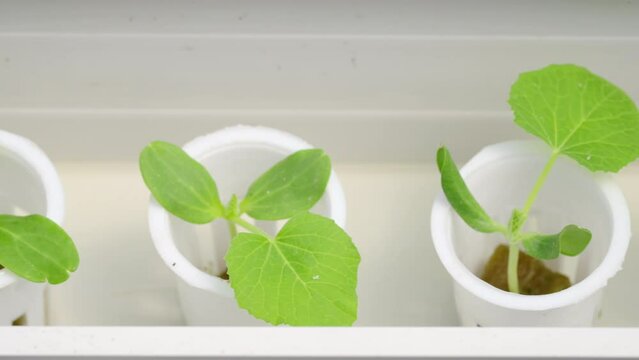 Close-up of hydroponic melon plants in cups, soilless, modern farming