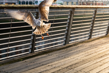 Snapshot of a seagull with its wings open and the sun illuminating it from behind on a plank of a...