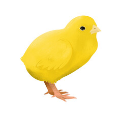 chick farm animal illustration in png format