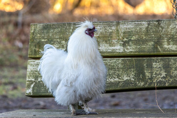White hen on a wooden bench in the garden looking at the camera
