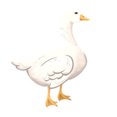 goose farm animal illustration in png format
