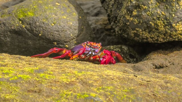 Grapsus adscensionis coastal crab species common in Gran Canaria. Known for their distinctive red color. They are an important part of the local ecosystem and are a popular subject for photography.