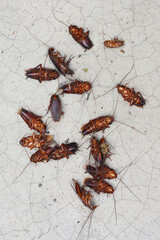 Lots of dead cockroaches laying on the floor.