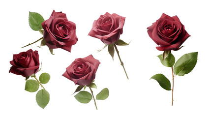Maroon Roses Collection: Top View Floral Arrangement on Transparent Background - Digital Art 3D PNG for Perfume & Garden Design