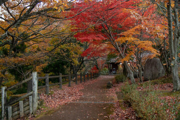 fall colors in the forest