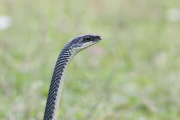 snake, ptyas fusca, a ptyas fusca snake in a meadow 