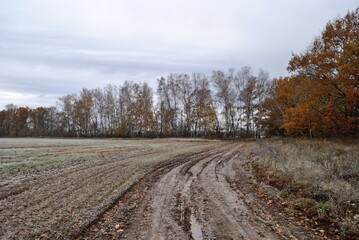 Autumn walk through forests and fields, nature.