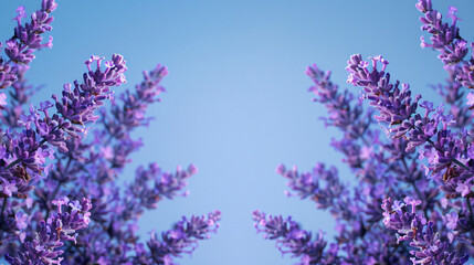 Artistic symmetrical lavender background