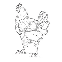 Hand drawn chicken , hen ink style for art work Illustration. 