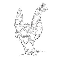 Hand drawn chicken , hen ink style for art work Illustration. 