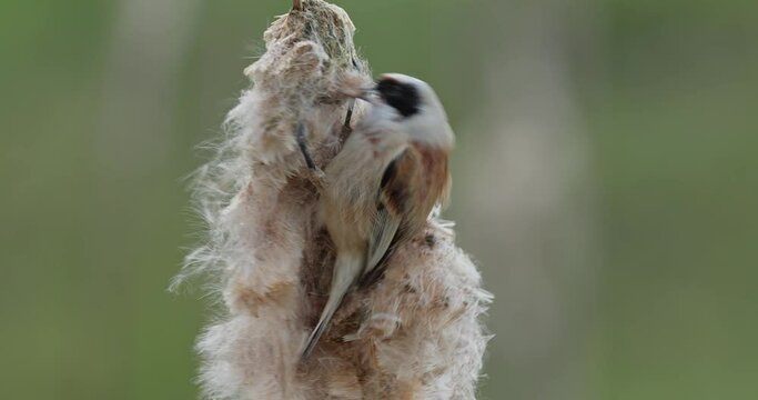 eurasian penduline tit eating larva in reedmace