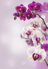 Background with blooming phalaenopsis orchid.