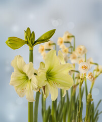 Hippeastrum (amaryllis) 