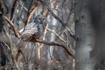 Ural Owl (Strix uralensis) perched in natural woodland.