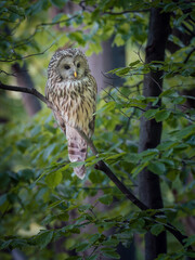 Ural Owl (Strix uralensis) perched amid vibrant green foliage in the forest.