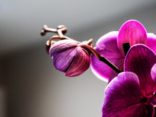 orchid on a dark background