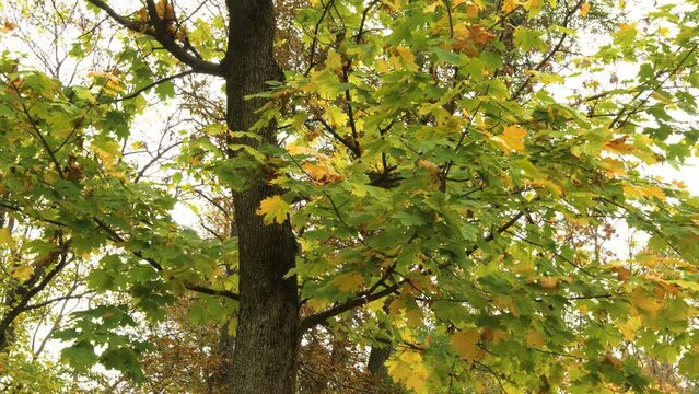 Platanus occidentalis, also known as American sycamore, American planetree in Autumn season. 