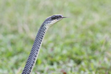 snake, ptyas fusca, a ptyas fusca snake in a meadow 