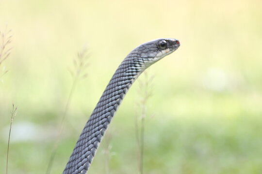 snake, ptyas fusca, a ptyas fusca snake in a meadow 