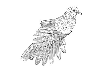 Illustration Sketch Spotted dove bird (streptopelia chinensis) ink style.
