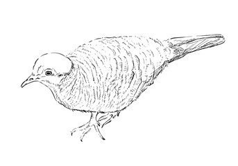 Illustration Sketch Spotted dove bird (streptopelia chinensis) ink style.
