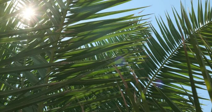 Sun glare in lush palm leaves, close up. Juicy palm foliage in botanical garden in natural lighting. Sunshine flare flow through thick green leaves. Ideal holiday in sunny resort. Jungle environment