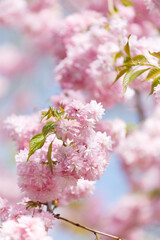 Branches of blooming sakura are strewn with double pink flowers, spring floral background.