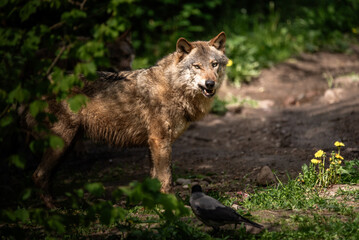 gray wolf lupus