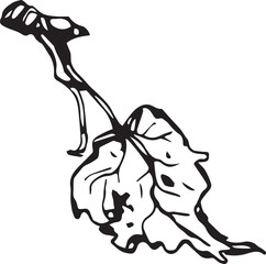 Sketch drawing of a birch leaf in black and white outline. Vintage combination of birch leaf.