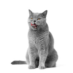 British purebred cat licks its lips on a white background.