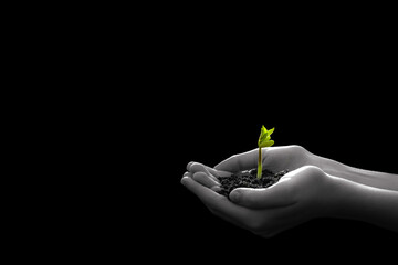 Hands holding a green young plant, new life, hope concept, black and white, Earth Day, April 22