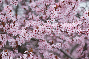 Branches of ornamental Pissardi plum blossoming with pink flowers, spring floral background.