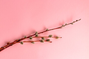 Pussy willow twigs on a pink background with copy space, empty text place. Easter holiday greeting...