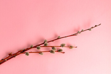 Pussy willow twigs on a pink background with copy space, empty text place. Easter holiday greeting card. Religion spring mockup design. Horizontal postcard. Gentle natural template. Springtime layout