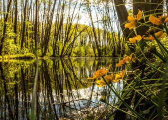 Caltha palustris Marsh Marigold plant in alder forest reflecting in water on a spring day in Niebieskie Źródła reserve in Tomaszów Mazowiecki, yellow flowers by the lake landscape