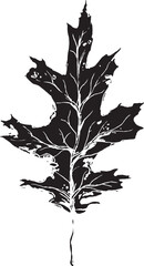 Sketch drawing of a oak leaf in black and white outline. Vintage oak, great design for any purposes.