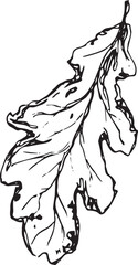 Sketch drawing of a oak leaf in black and white outline. Vintage oak, great design for any purposes.