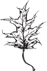 Sketch drawing of a oak leaf in black and white outline. Vintage oak, great design for any purposes.