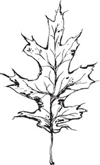 Fototapeta premium Sketch drawing of a oak leaf in black and white outline. Vintage oak, great design for any purposes.