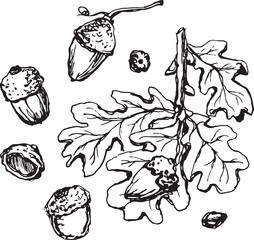 Sketch drawing of a oak leaf in black and white outline. Vintage oak, great design for any purposes.