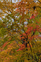 日本　北海道旭川市にある旭山公園の紅葉