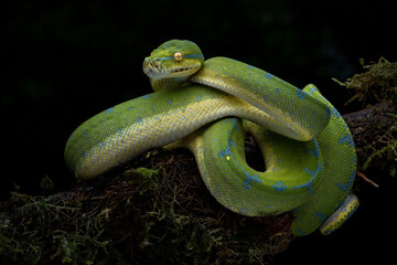 The Green Tree Python (Morelia viridis) also known as the Emerald Green Python.