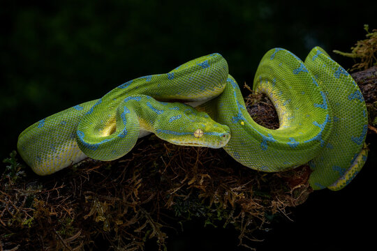 The Green Tree Python (Morelia viridis) also known as the Emerald Green Python.