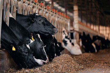 Portrait Holstein Cows in modern farm livestock animal. Concept agriculture industry of cattle in...