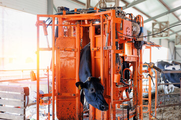 Cow secured in hydraulic apparatus during hoof trimming. Farmer man master of pedicure for hooves...
