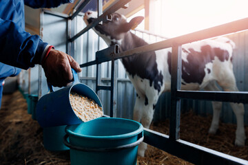 Farmer holding mixture food of corn and wheat and giving them to cows in barn farm. Concept livestock farm with organic cattle - obrazy, fototapety, plakaty