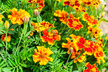  Student Flower with a Bee in a Garden in Lower Bavaria Germany.