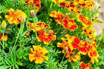  Student Flower with a Bee in a Garden in Lower Bavaria Germany.