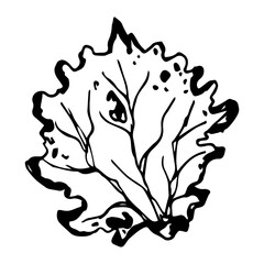 Hand drawn black leaves. Vintage leaf, great design for any purposes.